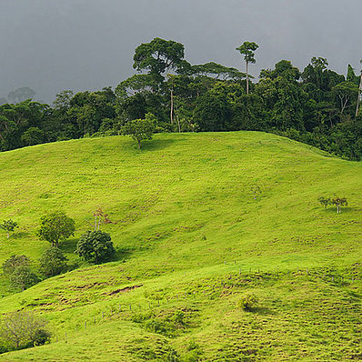 Peru: former coca field (horizontal)