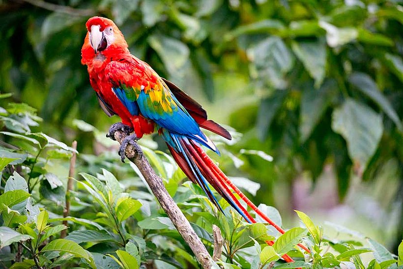 Papagei in Peru