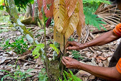 Kakaobaum veredeln