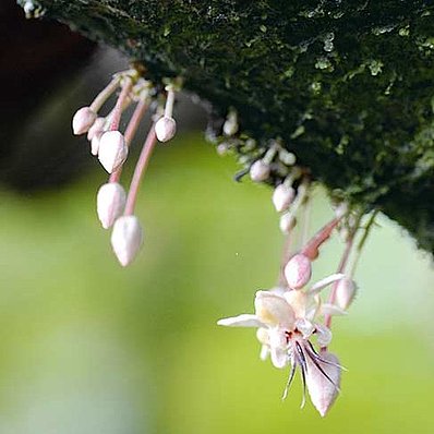 Peru: cocoa blossoms (vertical)