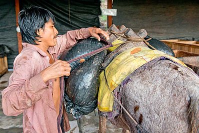 Kakaobohnen Pferde-Transport in Peru