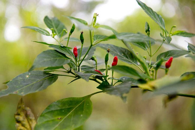 Birds Eye Chili Pflanze im Kongo
