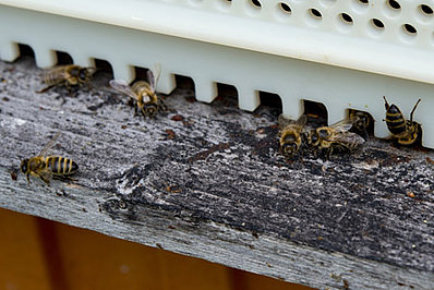 Bienen am Hof von Raabauer Eisvogel