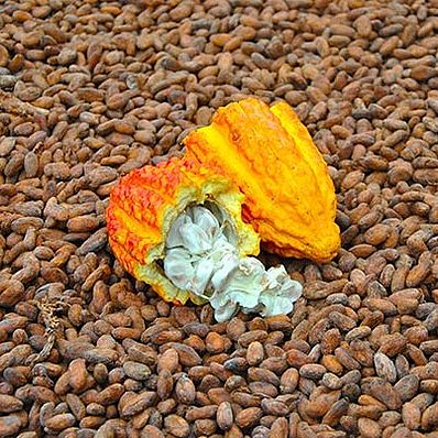 Peru: Kakaofrucht + Kakaobohnen
