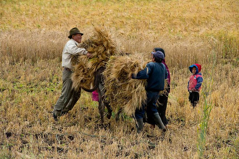 Quinoa Ernte in Ecuador