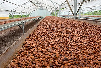 Trocknen der Kakaobohnen