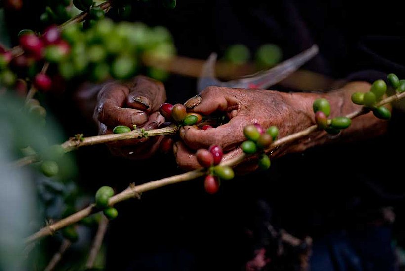 Kaffeebohne einzeln pflücken in Peru