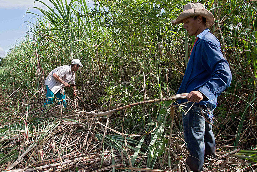 Zuckerrohr Ernte in Paraguay