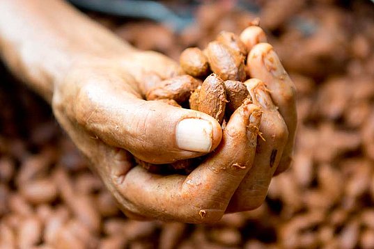 Fermentierte Kakaobohnen