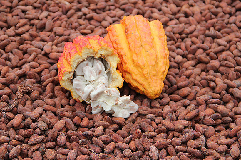 Kakao-Frucht, Pulpe und Bohnen 