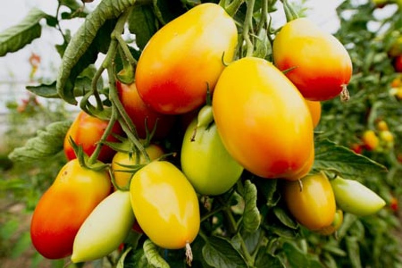 Bio-Tomaten der Honigimkerei Amplatz