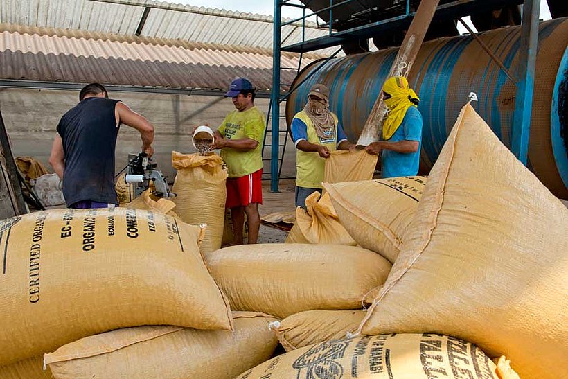 Vorbereitung der getrockneten Kakaobohnen für den Export