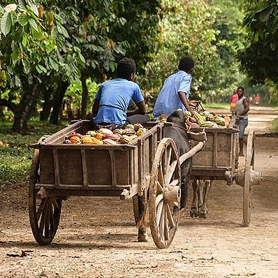 Madagascar: cocoa transportation (horizontal)
