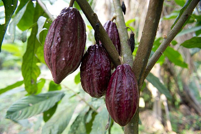 Kakao im Kongo