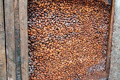 Kakao Kistenfermentation in Ecuador