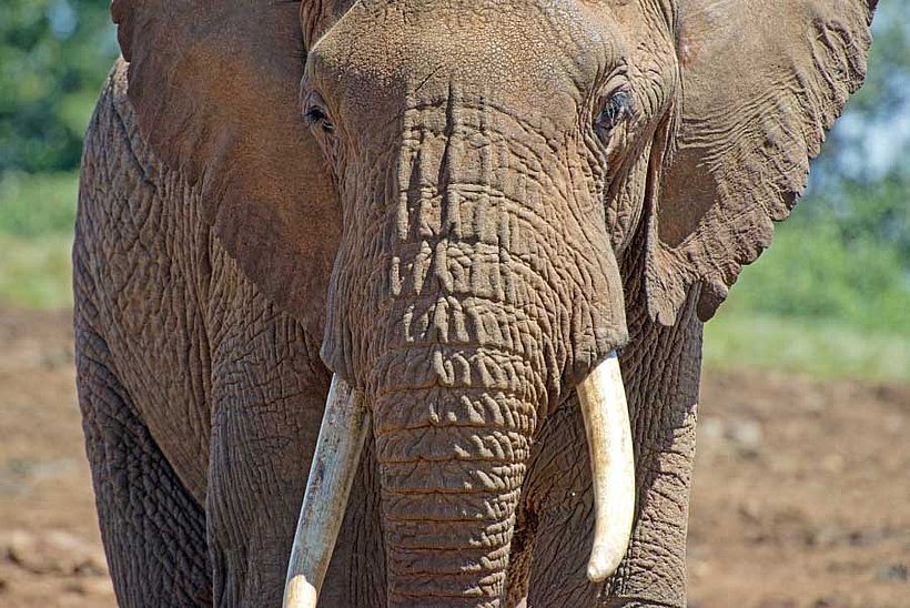 Kenia - Land der Elefanten