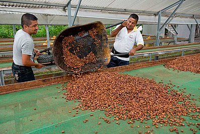 Trocknen der Kakaobohnen in Ecuador