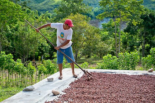 Kakaobohnen trocknen in Peru