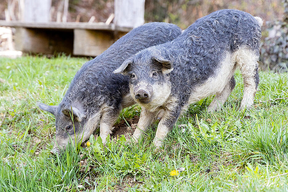 Mangalitza-Wollschweine im Essbaren Tiergarten