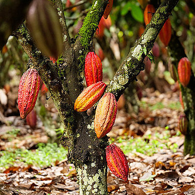 Peru: cocoa tree (horizontal)