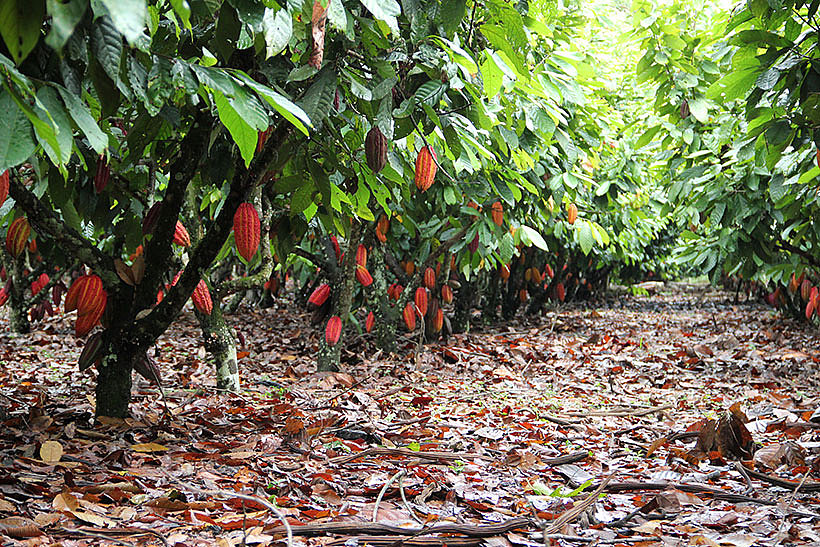 Kakaoplantage in Peru