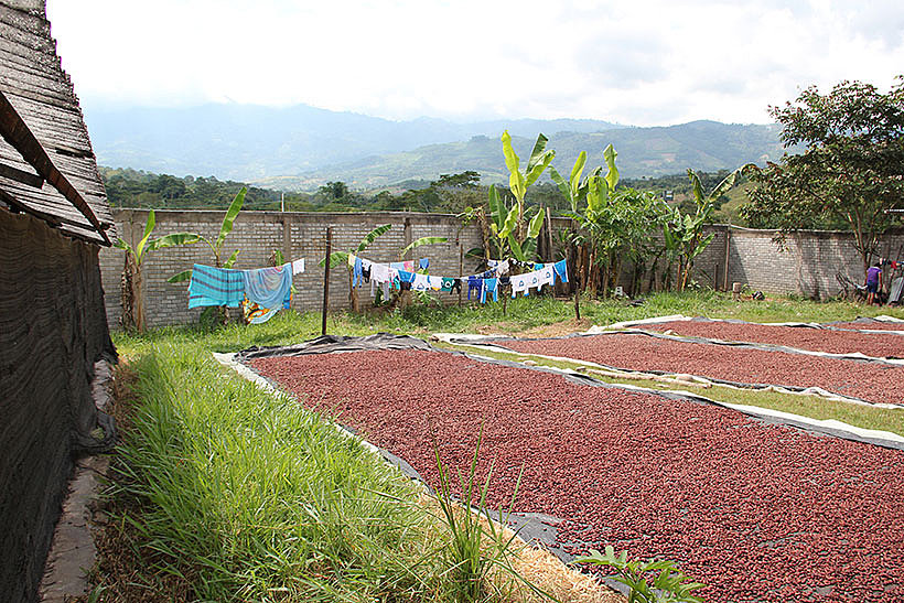 Trocknung der Kakaobohnen in Peru