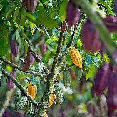 Peru: cocoa tree + cocoa fruit (horizontal)