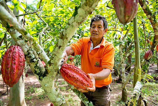 Don Ramiro in seiner Kakaoplantage