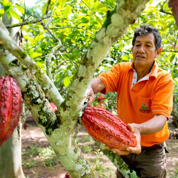 Don Ramiro auf seiner Kakaoplantage in Peru
