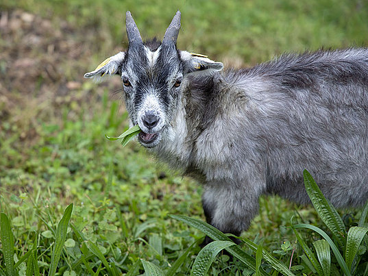 Blobe goat at Edible Zoo