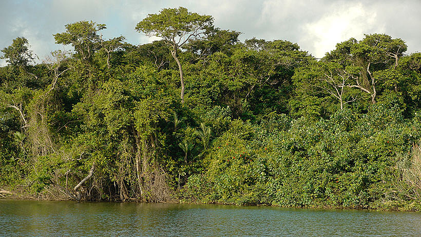 Urwald in Belize