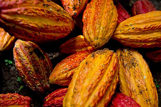 Cacaofrüchte in Peru