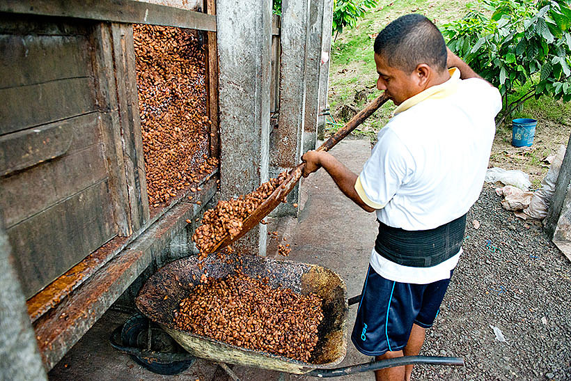 Hoch-Fermentation von Kakao in Ecuador