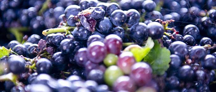 Biodynamischer Weinbau bei Fleury