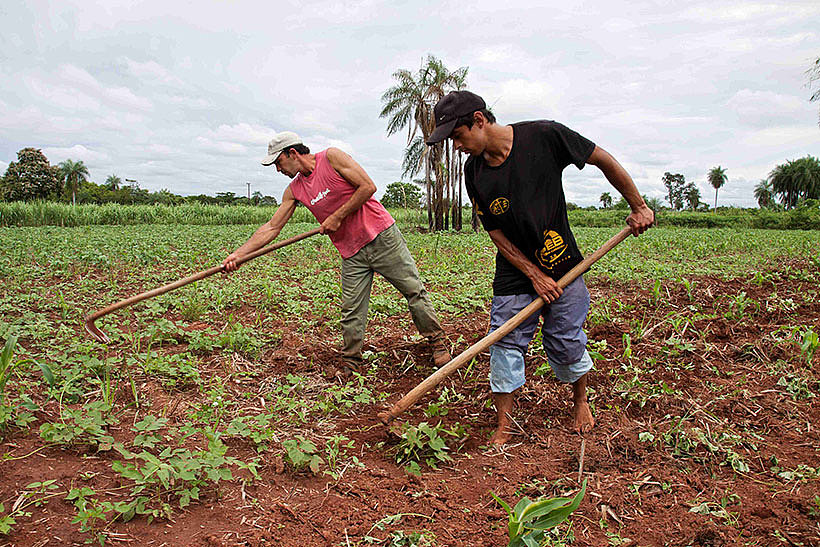 Zuckerbauern bei der Feldarbeit in Paraguay