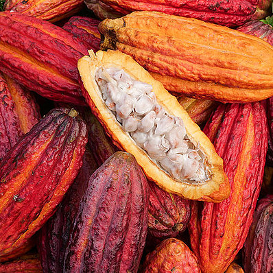 Peru: cocoa fruit (horizontal)
