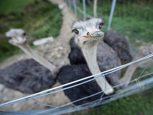 Ostriches at Edible Zoo