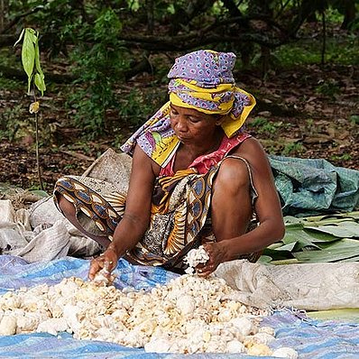 Madagascar: harvesting cocoa (horizontal)