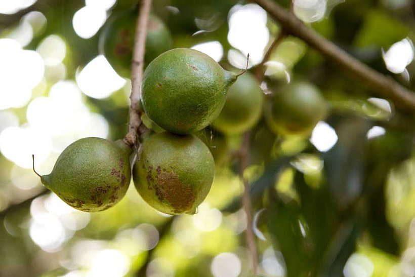 Macadamianüsse in Kenia