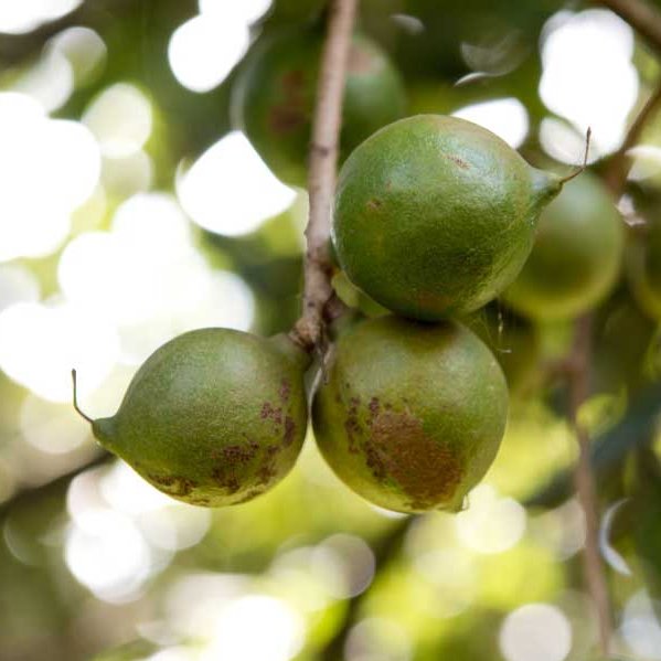 Macadamianüsse in Kenia
