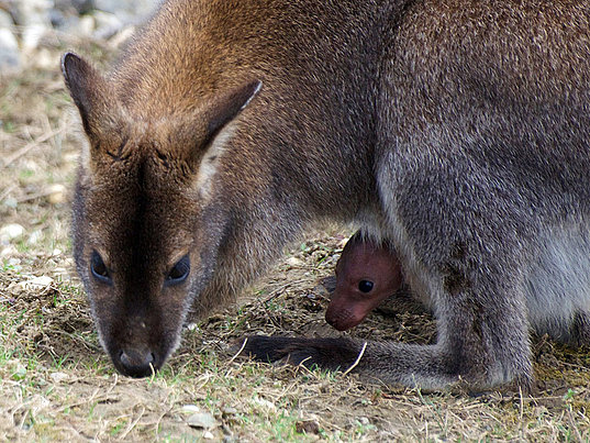 Wallaby Zwerg-Känguru im Essbaren Tiergarten