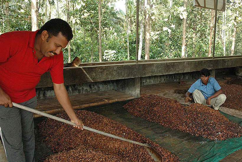 Flächenfermentation von Kakao in Indien
