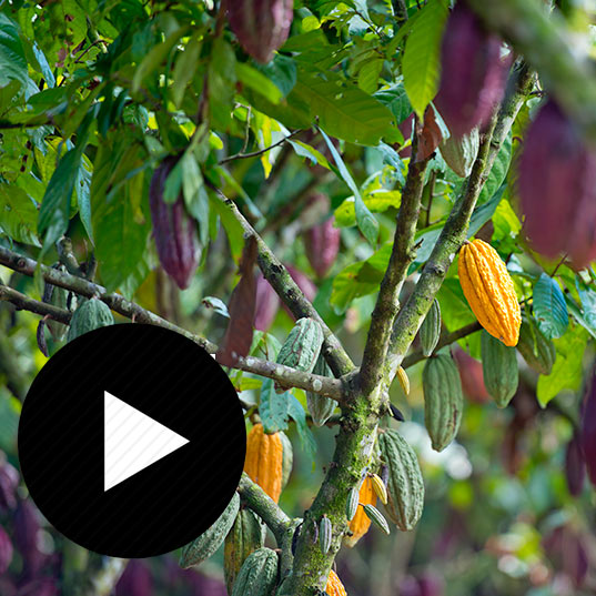 Vídeos sobre Cacao
