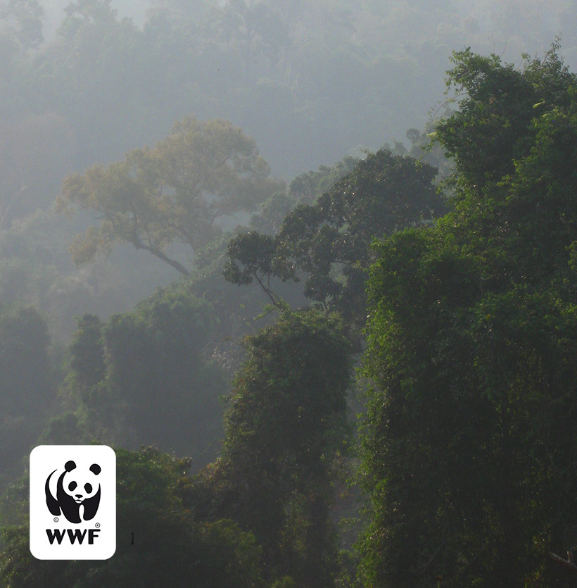 Baumriesen WWF Schutzgebiet