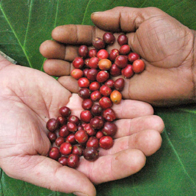 Zotter Organic + Fairtrade Coffee "Whole Bean" 500g